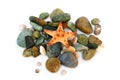 Starfish on stone