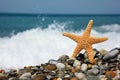 Starfish on stone seacoast Royalty Free Stock Photo