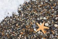 Starfish on stone seacoast Royalty Free Stock Photo