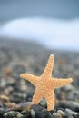 Starfish on stone seacoast Royalty Free Stock Photo