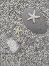 Starfish, stones and bottle glass, beach concept Royalty Free Stock Photo