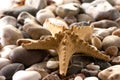 Starfish on stones Royalty Free Stock Photo