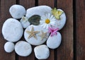 Starfish and stones Royalty Free Stock Photo