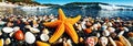 a starfish surrounded by various seashells on a beach