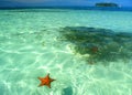 Starfish swimming in shallow turquoise waters of san blas archipelato Royalty Free Stock Photo