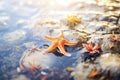 a starfish in a tide pool, sun reflection on water Royalty Free Stock Photo