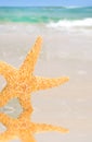 Starfish by Tidepool on Beach