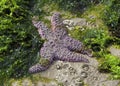 Starfish in Tidepool - Oregon coast