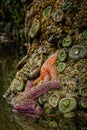 Starfish and Anemones, Oregon Coast Tidepools Royalty Free Stock Photo