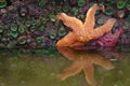 Starfish, Tidepools, Oregon Coast Royalty Free Stock Photo