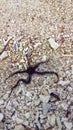 starfish trapped in the middle of a pile of small coral reefs on the beach.