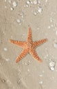 Starfish on a tropical beach Royalty Free Stock Photo