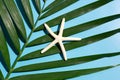 Starfish on tropical palm leaves on blue background. Enjoy summer holiday concept Royalty Free Stock Photo
