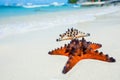 Starfish on tropical sand Royalty Free Stock Photo