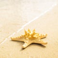 Starfish on tropical sandy beach Royalty Free Stock Photo