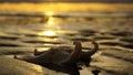 Starfish twisted its legs on a sunset background/ Royalty Free Stock Photo