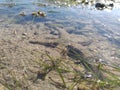 starfish under the sea mud on clear water