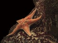 Starfish under water Royalty Free Stock Photo