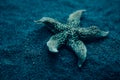 Starfish under water. Beautiful underwater world Royalty Free Stock Photo