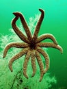 Starfish under water in front of black coral Royalty Free Stock Photo