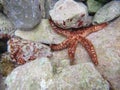 Starfish undersea