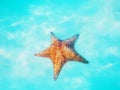 Starfish underwater over white sand in Caribbean sea. Tropical background Royalty Free Stock Photo