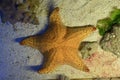 Starfish underwater. TRopical vacation on the sea beach. resort vacation in an exotic country Royalty Free Stock Photo