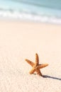 Starfish in vacations