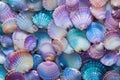 Starfish and various seashells macro background. Sshells have different shapes, colors and textures, creating stunning Royalty Free Stock Photo
