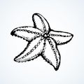 Starfish. Vector drawing