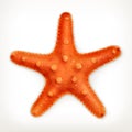 Starfish, vector icon