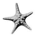 Starfish illustration in dotwork stippling style. Black and white sea star isolated on white background Royalty Free Stock Photo