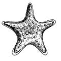 Starfish vector illustration. Hand drawn drawing of Star Fish on isolated white background. Undersea sketch of seashell