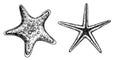 Starfish vector illustrations set. Hand drawn drawing of Star Fish in black and white colors. Undersea sketch of Royalty Free Stock Photo