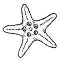 Starfish vector line art illustration top view. Hand drawn sketch of sea star. Undersea drawing of seashell. Isolated design Royalty Free Stock Photo