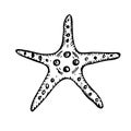 Starfish vector line art illustration top view. Hand drawn sketch of sea star. Undersea drawing of seashell. Isolated design Royalty Free Stock Photo