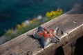 Starfish of a vibrant blue hue is perched atop a wooden fence, its delicate tentacles splayed out