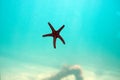 Starfish viewed at Underwater Observatory on Busselton Jetty, WA, Australia Royalty Free Stock Photo