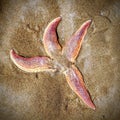 Starfish Wallasey beach Royalty Free Stock Photo