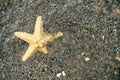 Starfish in the water at the beach Royalty Free Stock Photo