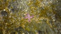 Starfish in the water. Echinoderms molluscum. Seabird