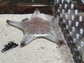 Starfish waving at visitors in the sea life aquarium