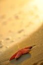 Starfish on wet sand Royalty Free Stock Photo