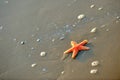 Starfish on wet sand Royalty Free Stock Photo