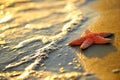 Starfish on wet sand Royalty Free Stock Photo