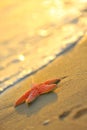 Starfish on wet sand Royalty Free Stock Photo