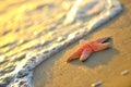 Starfish on wet sand Royalty Free Stock Photo