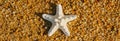 Starfish on a the wet sand of the beach, web banner Royalty Free Stock Photo