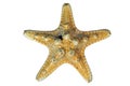 Starfish On White Background