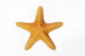 Starfish on white isolated background Royalty Free Stock Photo